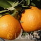 USDA 6-15-150 Mandarin Budwood citrus plant material online shopping