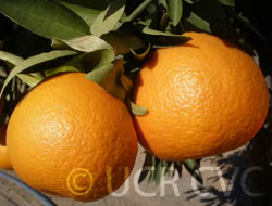 USDA 6-15-150 Mandarin Budwood citrus plant material online shopping