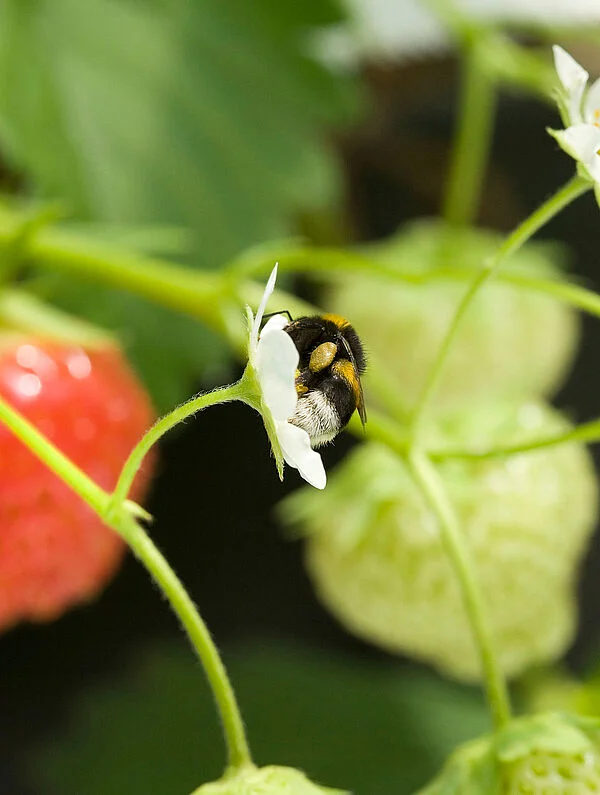 Natupol Bumblebee Greenhouse Natural Pollinator