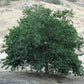 Chinotto Sour Orange Budwood citrus plant material online shopping