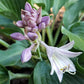 Waterslide Hosta Plants online shopping
