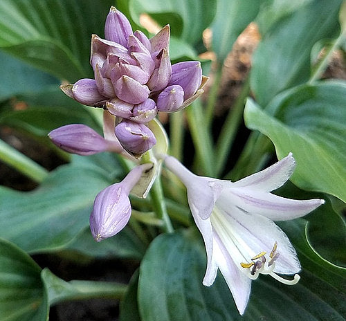 Waterslide Hosta Plants online shopping