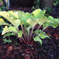 Phoenix Feathers Hosta Plants online shopping