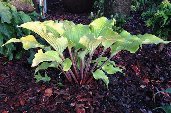 Phoenix Feathers Hosta Plants online shopping
