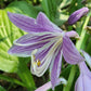 Puddles And Bumps Hosta Plants online shopping