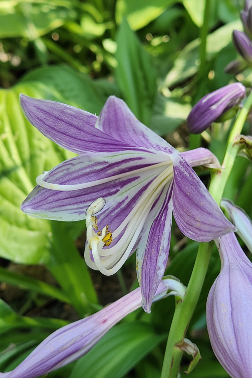 Puddles And Bumps Hosta Plants online shopping