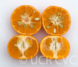 Robinson Mandarin Budwood citrus plant material online shopping