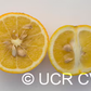 Benton Citrange Trifoliate Hybrid Budwood citrus plant material online shopping