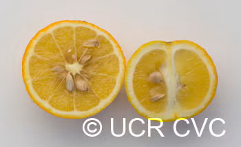 Benton Citrange Trifoliate Hybrid Budwood citrus plant material online shopping