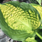 Pocketful Of Sunshine Hosta Plants online shopping
