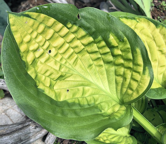 Pocketful Of Sunshine Hosta Plants online shopping