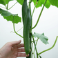 Vista F1 Cucumber