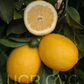 Improved Meyer Lemon Budwood citrus plant material online shopping