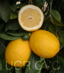 Improved Meyer Lemon Budwood citrus plant material online shopping