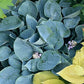 Kiwi Blue Baby Hosta Plants online shopping