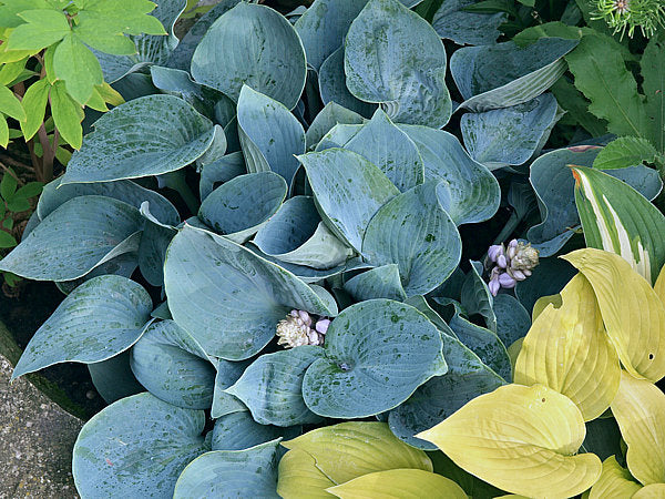 Kiwi Blue Baby Hosta Plants online shopping