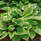 Hawkeye Hosta Plants online shopping