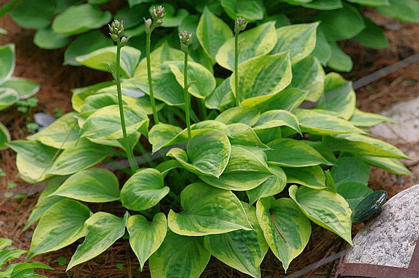 Hawkeye Hosta Plants online shopping