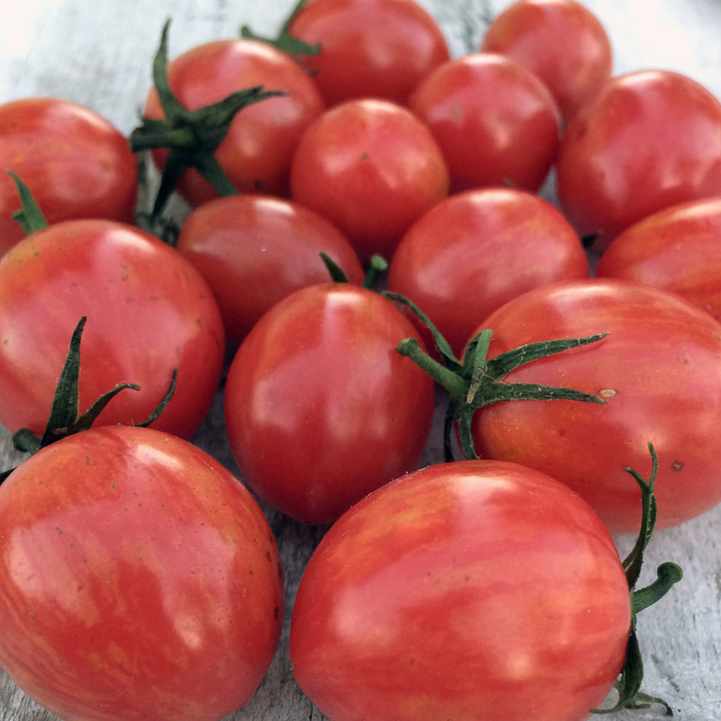 Pink Bumble Bee Organic Tomato