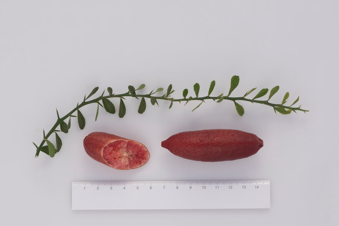 Pink Sunset Australian Finger Lime Budwood citrus plant material online shopping