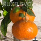 King Tangor Mandarin Budwood citrus plant material online shopping