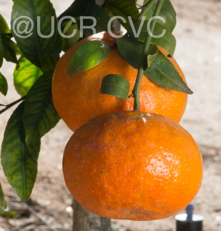 King Tangor Mandarin Budwood citrus plant material online shopping
