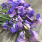 Erewhon Sweet Pea seeds online shopping
