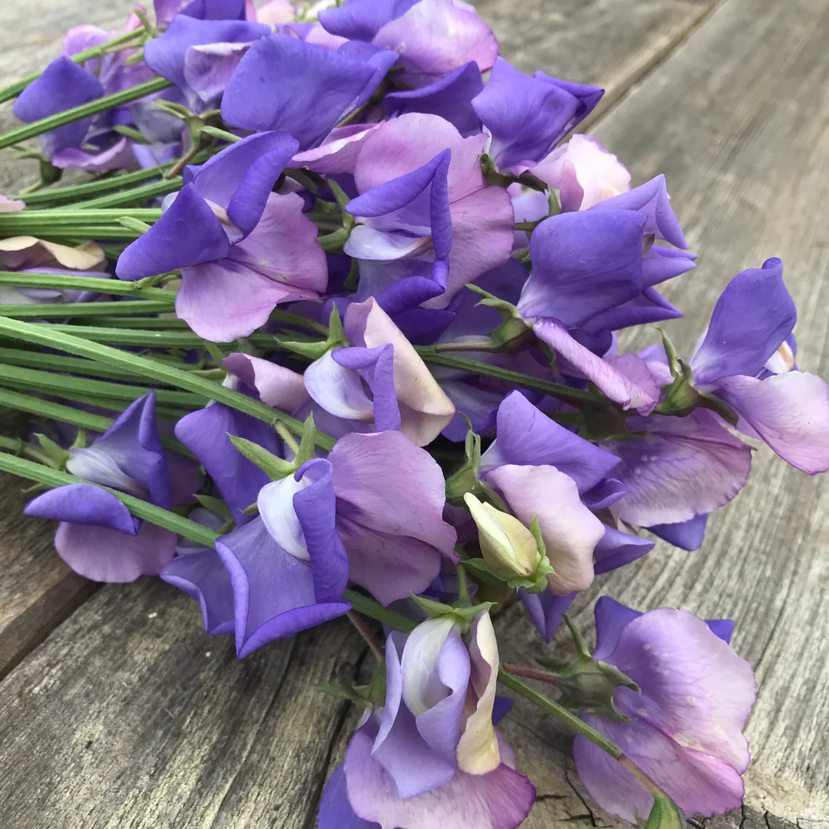 Erewhon Sweet Pea seeds online shopping