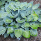 Prairie Sky Hosta Plants online shopping