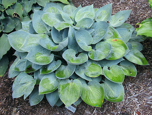 Prairie Sky Hosta Plants online shopping