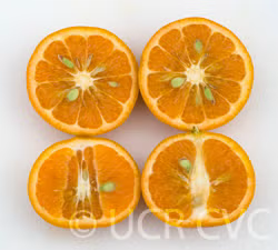 Kinnow Mandarin Hybrid Budwood citrus plant material online shopping