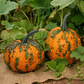 Baby Bumps F1 Pumpkin Seeds online shopping