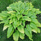 Valley’s Pavlova Hosta Plants online shopping