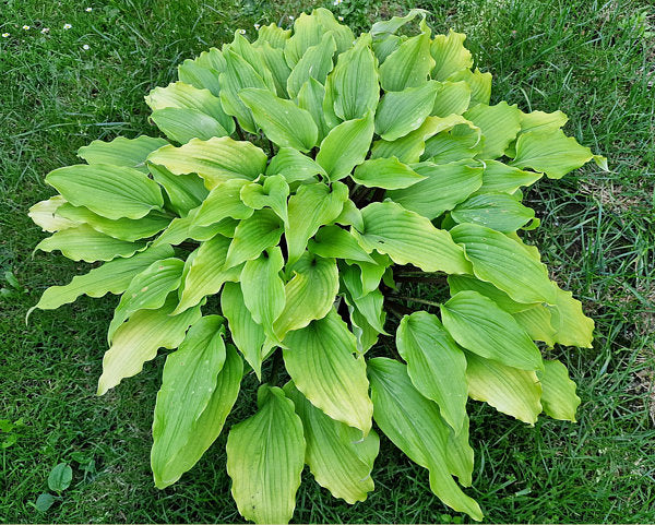 Valley’s Pavlova Hosta Plants online shopping