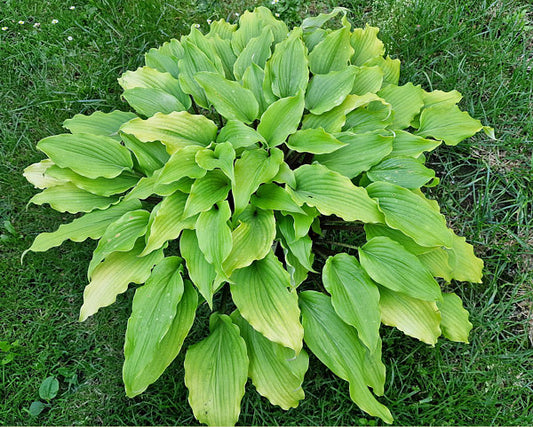 Valley’s Pavlova Hosta Plants online shopping