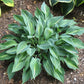 Stand By Me Hosta Plants online shopping
