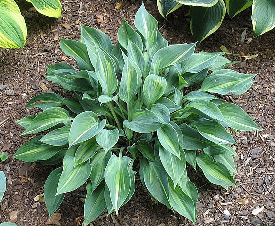 Stand By Me Hosta Plants online shopping