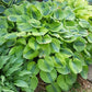 Luna Moth Hosta Plants online shopping