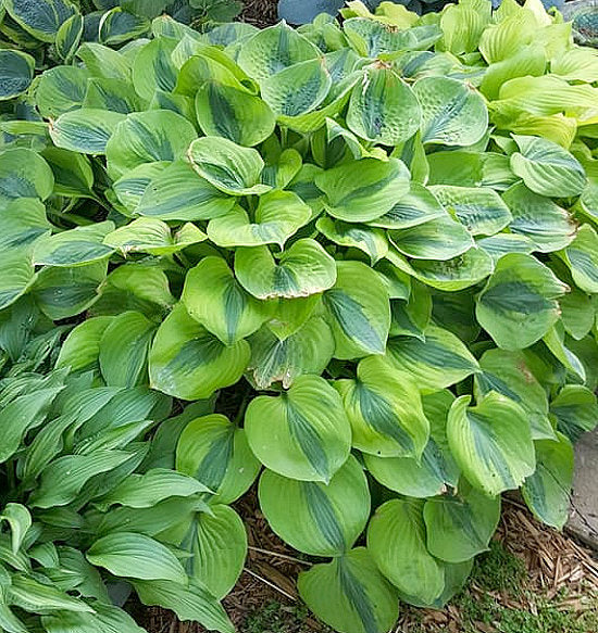 Luna Moth Hosta Plants online shopping