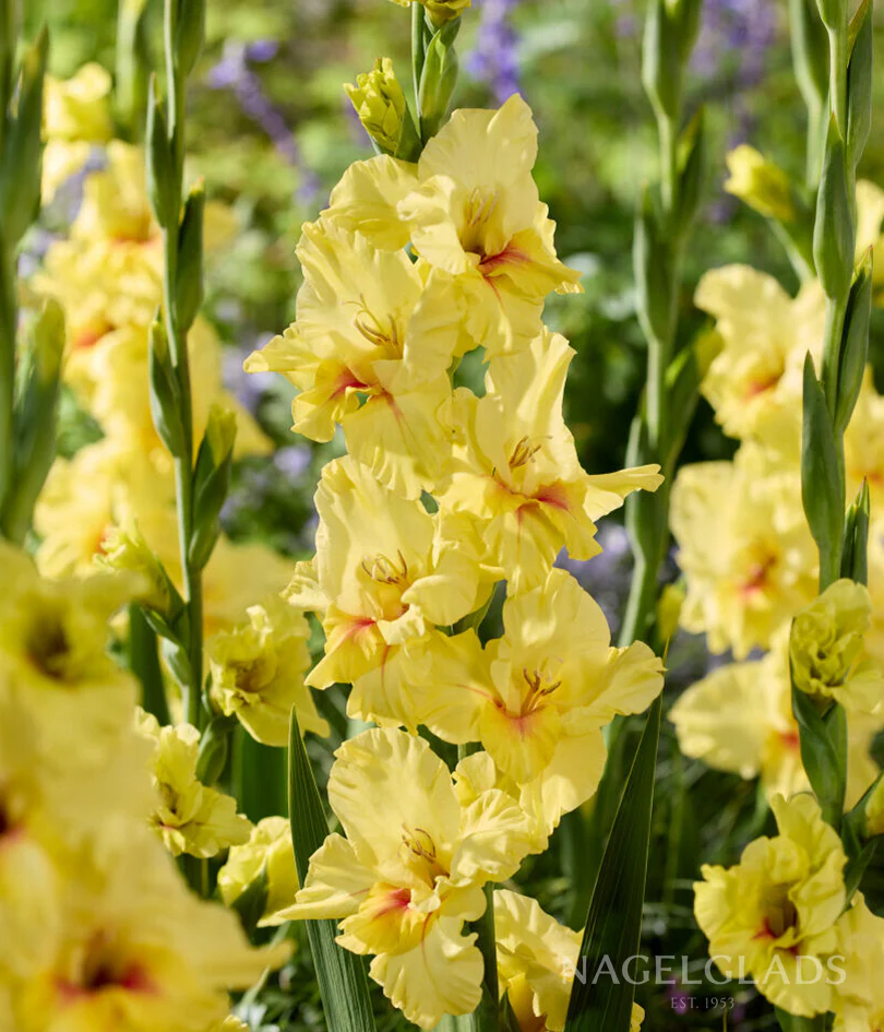 Maxial Gladiolus Corms