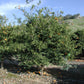 Yuzu Ichandrin Papeda Hybrid Budwood citrus plant material online shopping