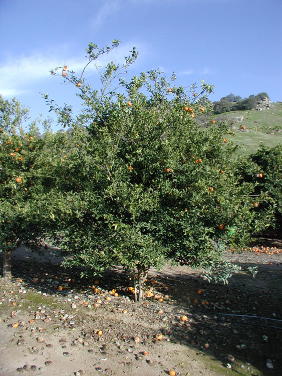 Yuzu Ichandrin Papeda Hybrid Budwood citrus plant material online shopping