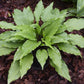Jaws Hosta Plants online shopping