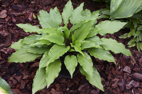 Jaws Hosta Plants online shopping