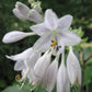 Sky Dancer Hosta Plants online shopping