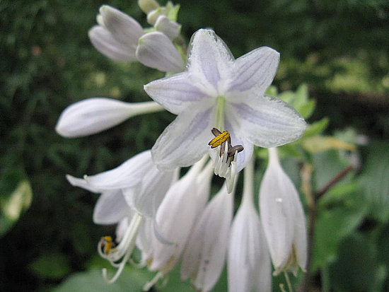 Sky Dancer Hosta Plants online shopping