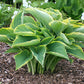 Gabriel’s Wing Hosta Plants online shopping