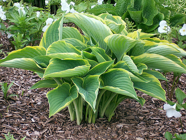 Gabriel’s Wing Hosta Plants online shopping