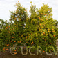Fremont Mandarin Budwood citrus plant material online shopping