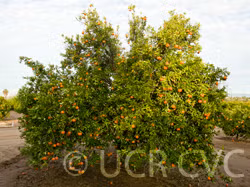 Fremont Mandarin Budwood citrus plant material online shopping